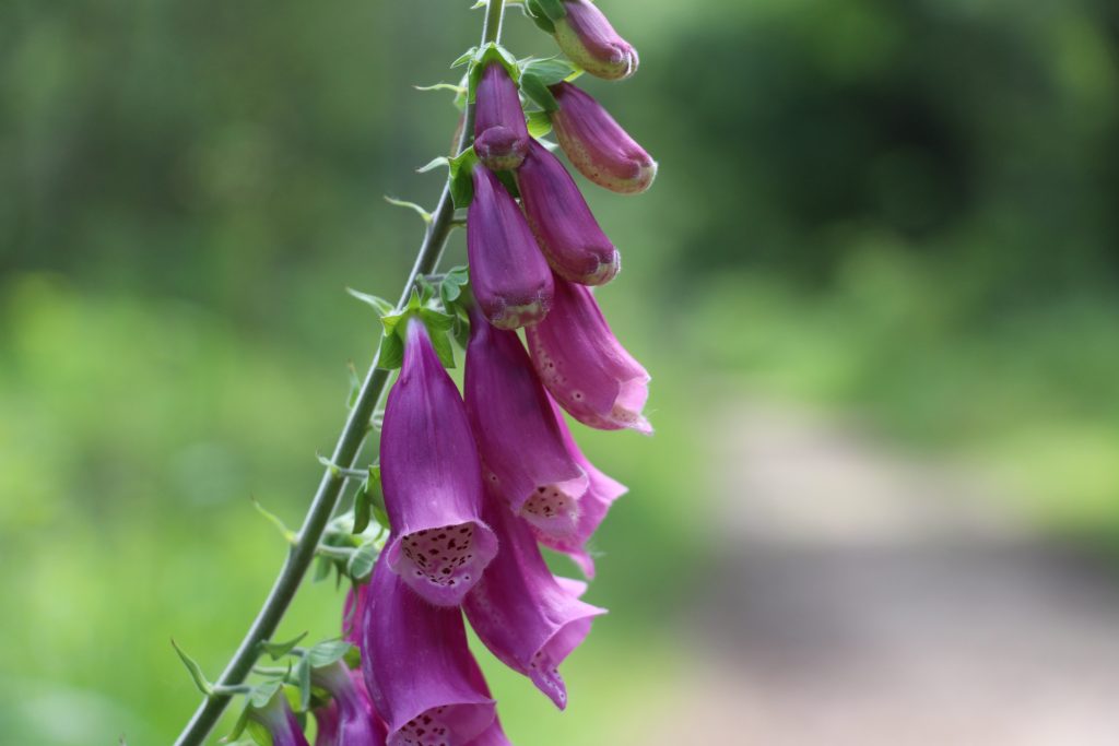 Digitalis purpurea - Digitale pourpre